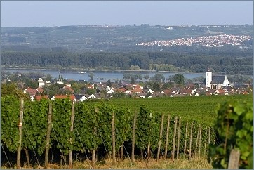 Blick auf Oestrich-Winkel und Rhein