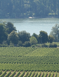 Weinberg und Rhein